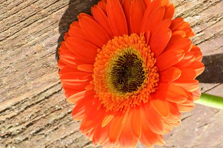 Foto de Gerbera  flower on wooden table - Imagen libre de derechos