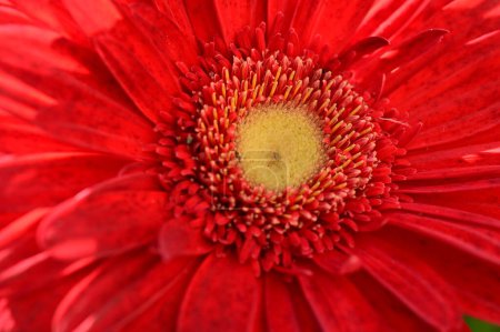 Foto de Close up of red  gerbera  flower on wooden background - Imagen libre de derechos