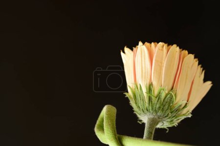 Foto de Close up of beautiful  gerbera flower on dark background - Imagen libre de derechos
