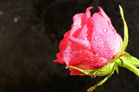 Foto de Close up of beautiful rose  flower on dark background - Imagen libre de derechos