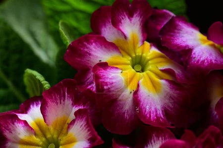 Foto de Primer plano de hermosas flores brillantes - Imagen libre de derechos