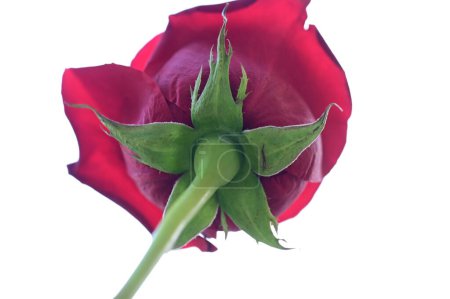 Téléchargez les photos : Red rose flower against white background - en image libre de droit
