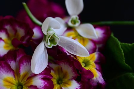 Photo for Close up of beautiful bright  flowers, primulas and snowdrops - Royalty Free Image