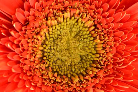 Photo for Close up of orange   gerbera flower - Royalty Free Image