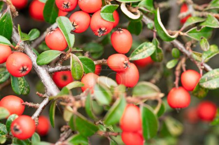Photo for Red berries of hawthorn on a branch - Royalty Free Image