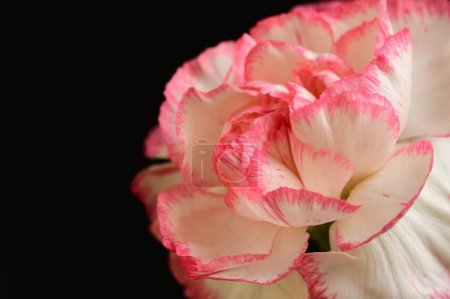Foto de Hermosa flor rosa sobre fondo negro - Imagen libre de derechos