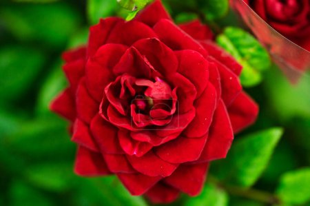 Téléchargez les photos : Belle rose rouge dans le jardin - en image libre de droit
