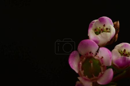 Téléchargez les photos : Vue rapprochée des fleurs de camélaucium sur fond sombre - en image libre de droit