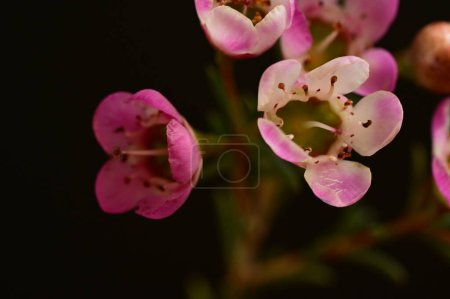 Foto de Vista de cerca de las flores de camelaucio sobre fondo oscuro - Imagen libre de derechos