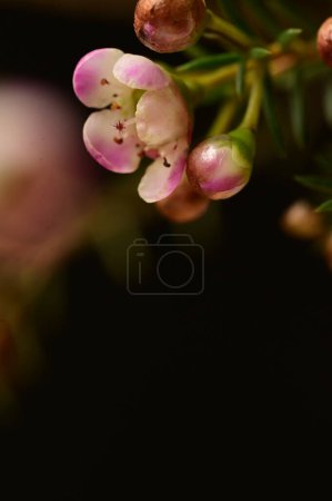 Foto de Vista de cerca de las flores de camelaucio sobre fondo oscuro - Imagen libre de derechos