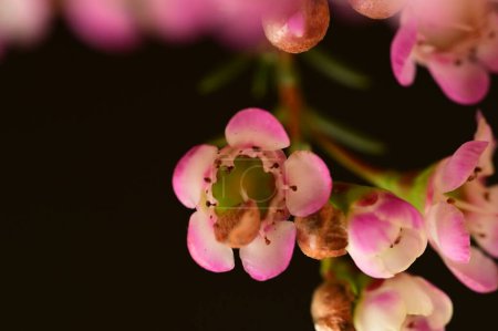 Foto de Close-up view of chamelaucium flowers on dark background - Imagen libre de derechos
