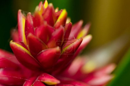 Téléchargez les photos : Gros plan d'une belle fleur dans le jardin - en image libre de droit