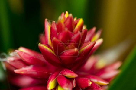 Foto de Primer plano de una hermosa flor en el jardín - Imagen libre de derechos