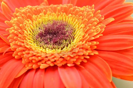 Téléchargez les photos : Belle fleur de gerbera gros plan - en image libre de droit