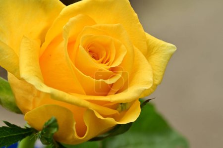 Foto de Hermosa rosa amarilla en el jardín - Imagen libre de derechos
