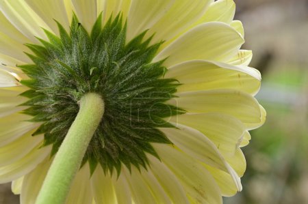 Téléchargez les photos : Gros plan de belle fleur blanche gerbera - en image libre de droit