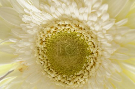 Photo for Close up of beautiful white gerbera flower - Royalty Free Image