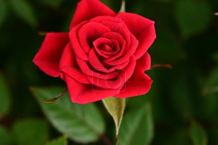 Téléchargez les photos : Gros plan de fleur de rose rouge dans le jardin - en image libre de droit