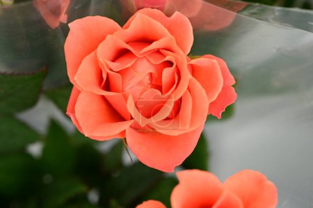 Téléchargez les photos : Close up of orange roses in the greenhouse - en image libre de droit