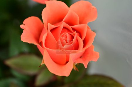 Téléchargez les photos : Gros plan des roses oranges dans la serre - en image libre de droit