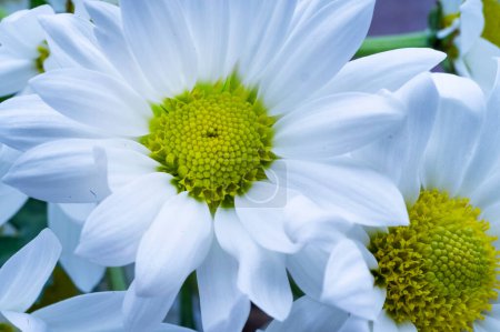 Photo for Close up of beautiful white  flowers, floiral composition - Royalty Free Image