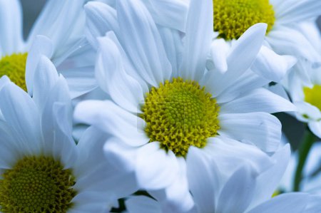Foto de Close up of beautiful white  flowers, floiral composition - Imagen libre de derechos