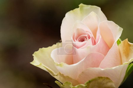 Foto de Close up of beautiful rose  flower growing in garden - Imagen libre de derechos