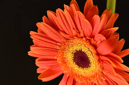 Téléchargez les photos : Gros plan de fleur de gerbera orange sur fond noirpund - en image libre de droit