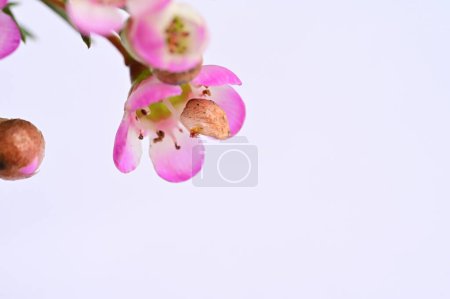 Photo for Close up view of pink flowers on white background - Royalty Free Image