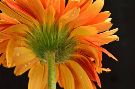Photo for Beautiful gerbera flower on dark background - Royalty Free Image