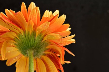 Téléchargez les photos : Beautiful gerbera flower on dark background - en image libre de droit