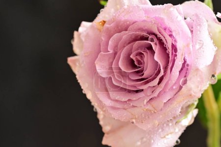 Téléchargez les photos : Belle fleur rose rose avec gouttes d'eau, vue rapprochée - en image libre de droit