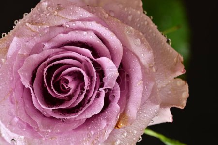 Foto de Beautiful pink rose flower with water drops, close up view - Imagen libre de derechos