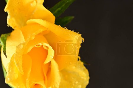 Foto de Beautiful yellow rose with water drops close up, dark background - Imagen libre de derechos