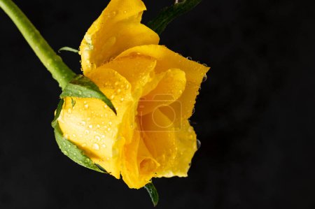 Foto de Primer plano de hermosa flor de rosa - Imagen libre de derechos
