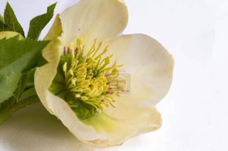 Foto de Primer plano de flor blanca sobre fondo blanco - Imagen libre de derechos