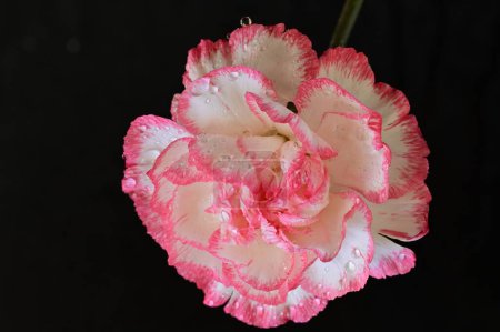 Foto de Primer plano de flor de clavel hermosa - Imagen libre de derechos