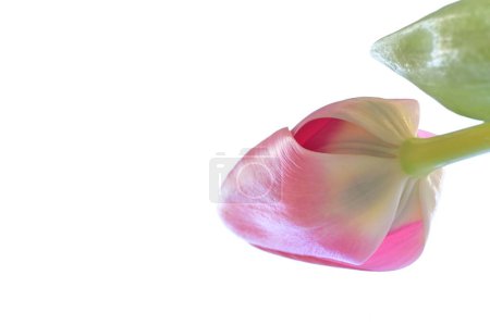 Foto de Primer plano de flor de tulipán hermoso aislado en blanco - Imagen libre de derechos