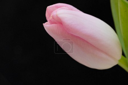 Photo for Close up of beautiful tulip   flower - Royalty Free Image