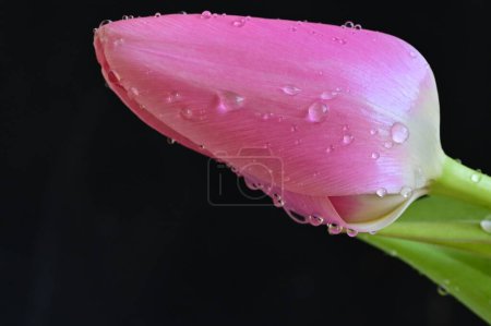 Photo for Close up of beautiful tulip   flower with water drops - Royalty Free Image
