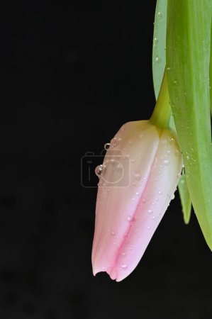 Téléchargez les photos : Gros plan de belle fleur de tulipe avec des gouttes d'eau - en image libre de droit