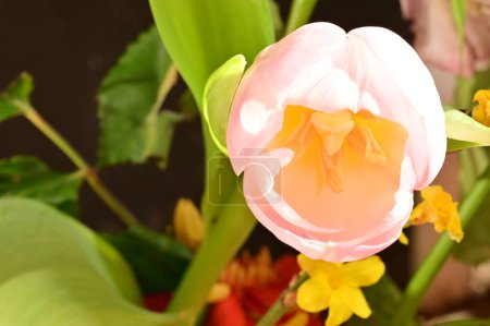 Foto de Primer plano de flor de tulipán hermosa - Imagen libre de derechos