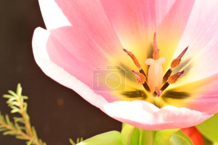 Photo for Close up of beautiful tulip   flower - Royalty Free Image