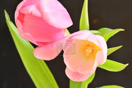 Foto de Close up of beautiful tulips   flowers - Imagen libre de derechos