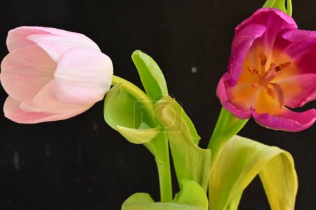 Téléchargez les photos : Close up of beautiful tulips   flowers - en image libre de droit