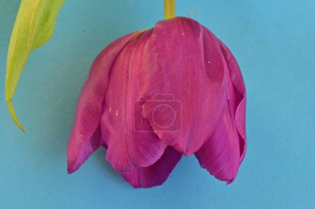 Téléchargez les photos : Gros plan de belle fleur de tulipe - en image libre de droit