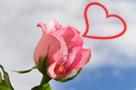 Téléchargez les photos : Gros plan de belle fleur de rose et signe du coeur - en image libre de droit