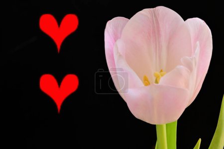 Foto de Close up of beautiful tulip   flower and heart signs - Imagen libre de derechos