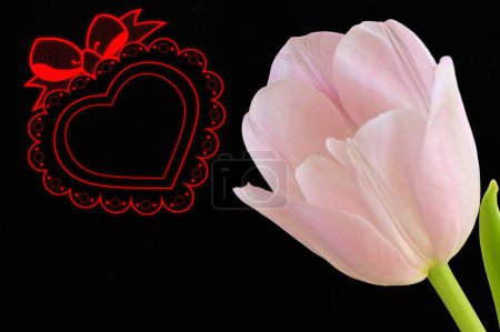 Foto de Close up of beautiful tulip   flower and heart sign - Imagen libre de derechos