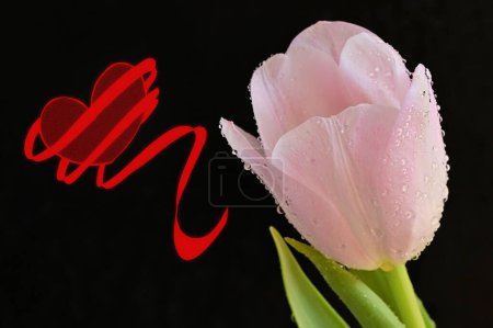 Téléchargez les photos : Close up of beautiful tulip   flower and heart sign - en image libre de droit